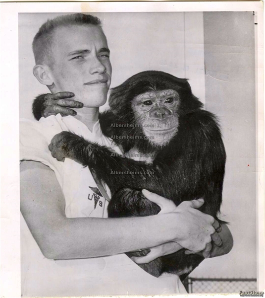 Ham the Chimp Gets Ready for his Space Mission Original 1961 Associated Press Photo
